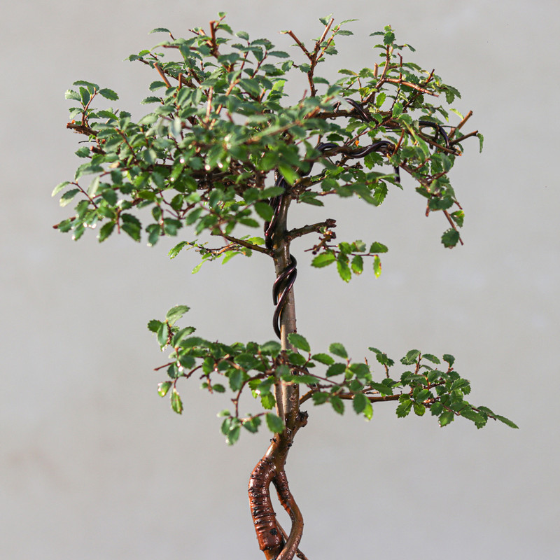 گیاه طبیعی بونسای نارون مدل سیجو