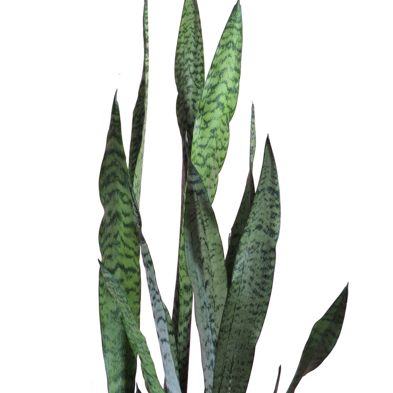 گیاه طبیعی سانسوریا کد AS-27