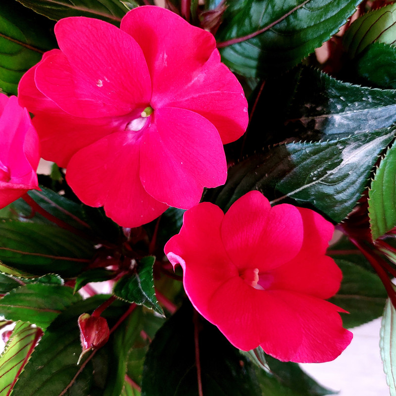 گیاه طبیعی گل حنا مدل F-17 مجموعه 2 عددی گیاه طبیعی گل حنا مدل F-17 مجموعه 2 عددی