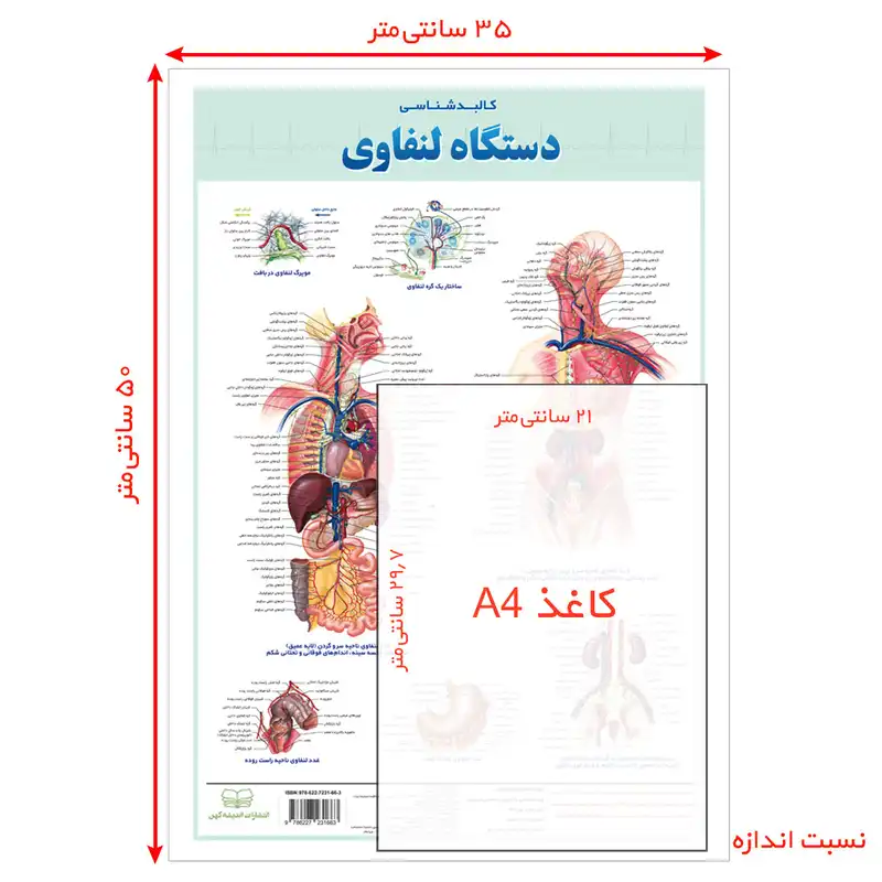 پوستر آموزش انتشارات اندیشه کهن مدل آناتومی کالبدشناسی دستگاه لنفاوی کد 13