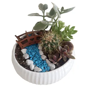 گیاه طبیعی کاکتوس مدل 02