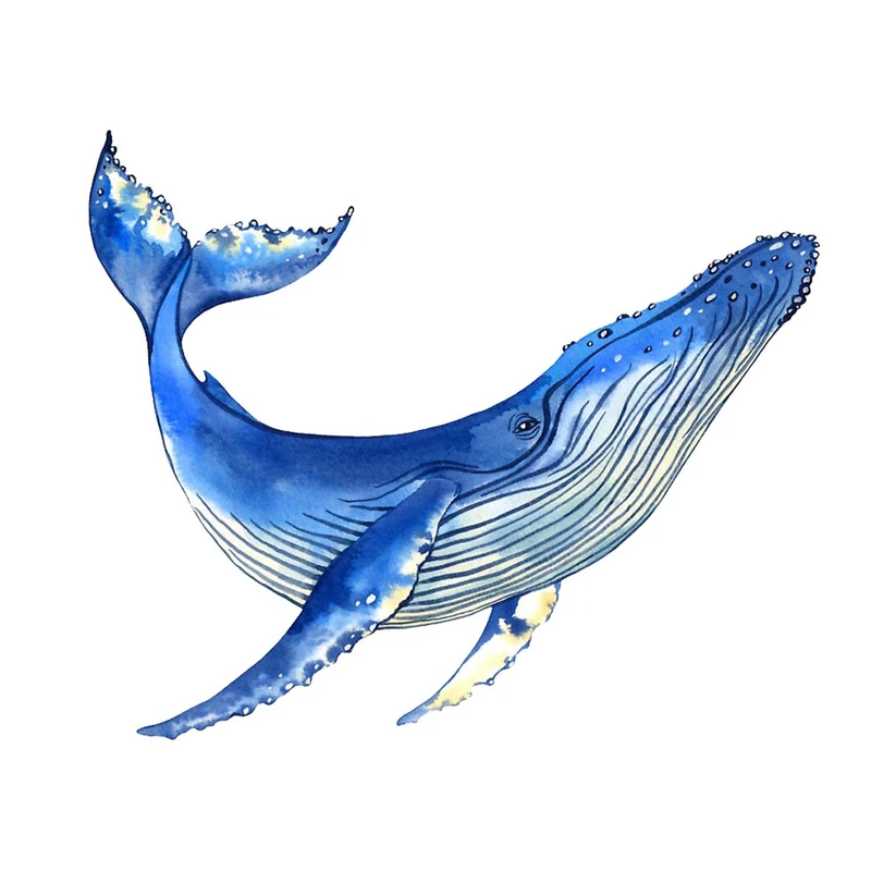 استیکر لپ تاپ طرح Watercolor whale کد ST-218