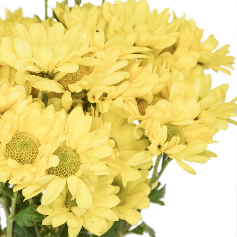 دسته گل داودی مینیاتوری زرد هیمان کد 1066