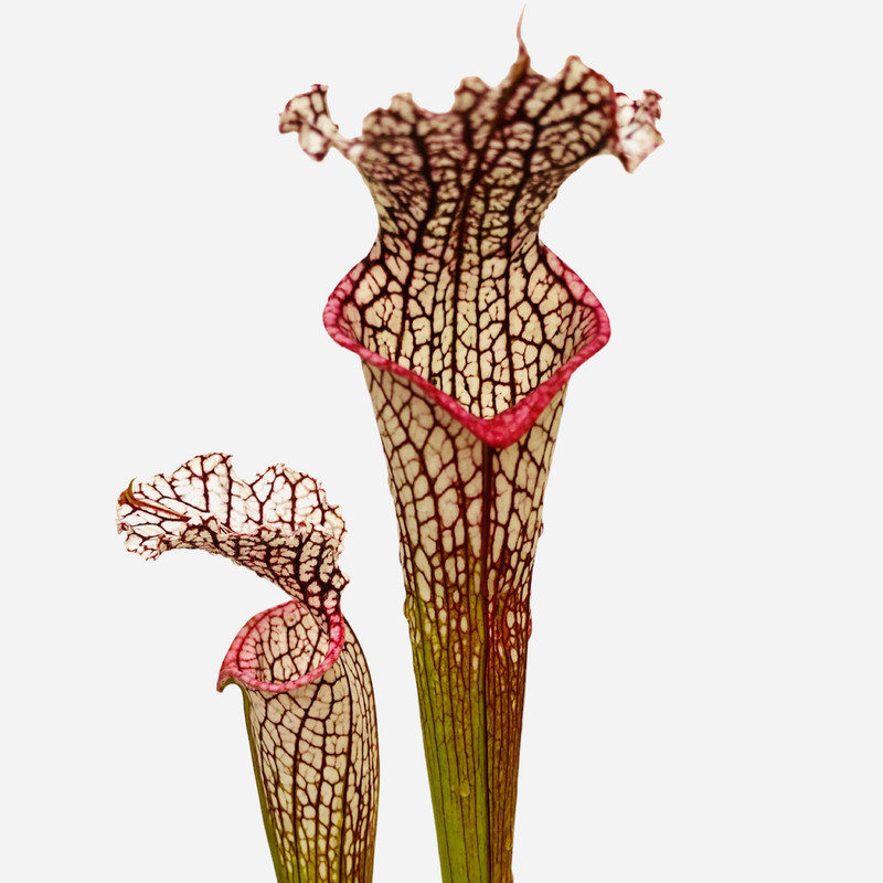 گیاه طبیعی ساراسنیا مدل بلند گیاه طبیعی ساراسنیا مدل بلند