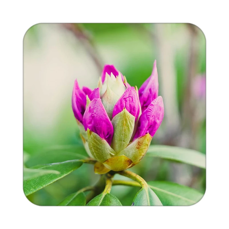 زیر لیوانی کاکتی طرح گل مدل mp16820