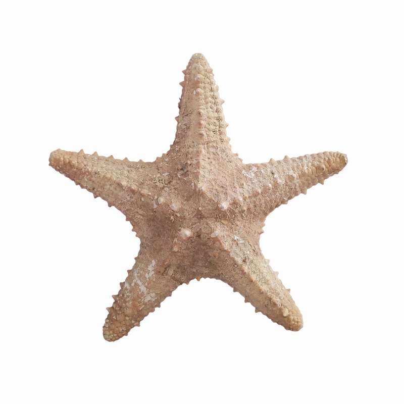 ستاره دریایی تزیینی مدل v4