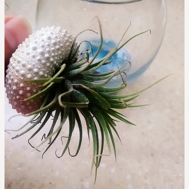 گیاه طبیعی آیونانتا مدل C-50 گیاه طبیعی آیونانتا مدل C-50