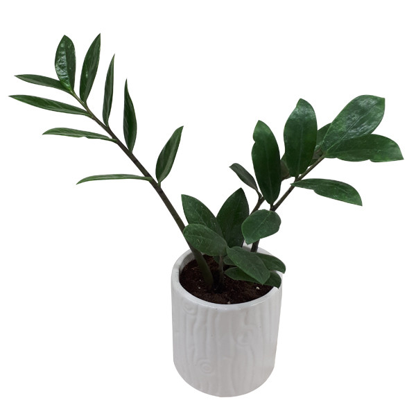 گیاه طبیعی زاموفیلیا کد S - M02 گیاه طبیعی زاموفیلیا کد S - M02