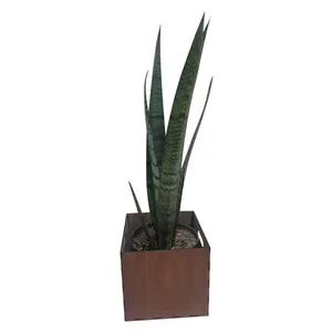  گیاه طبیعی سانسوریا شمشیری ناردونه کد S - L01