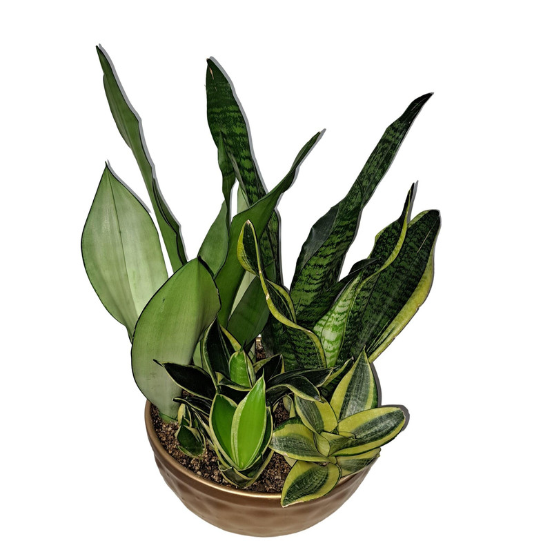 گیاه طبیعی دیش گاردن سانسوریا مدل 402