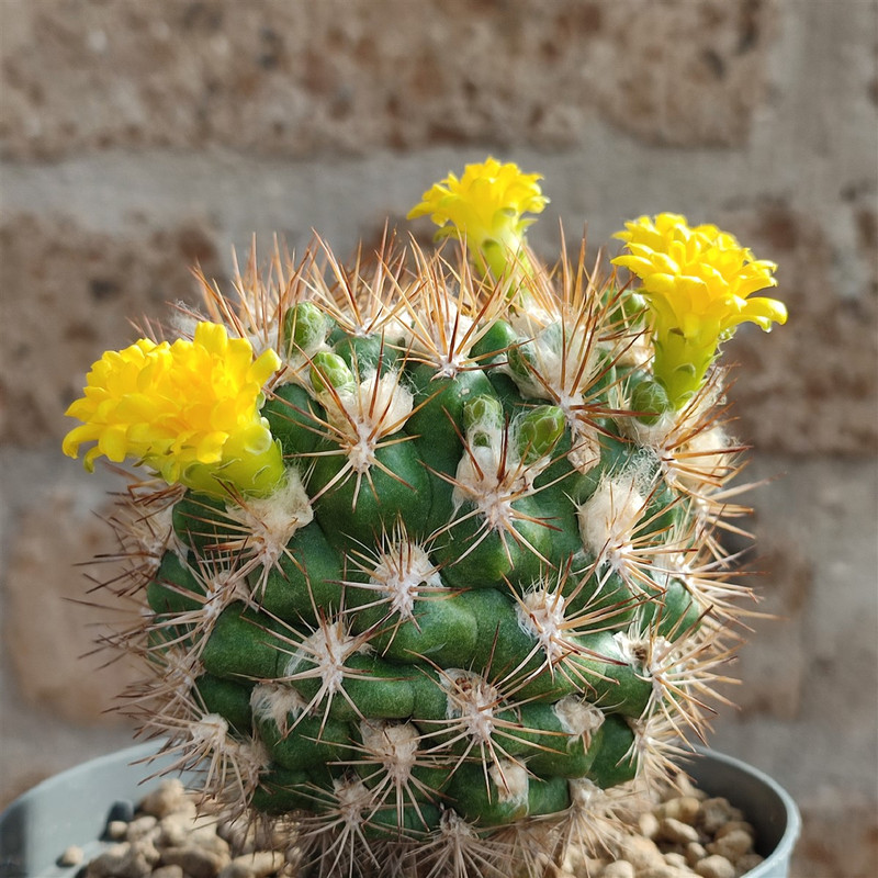 بذر کاکتوس وینگارتیا جی پی سید مدل GP28596 بذر کاکتوس وینگارتیا جی پی سید مدل GP28596