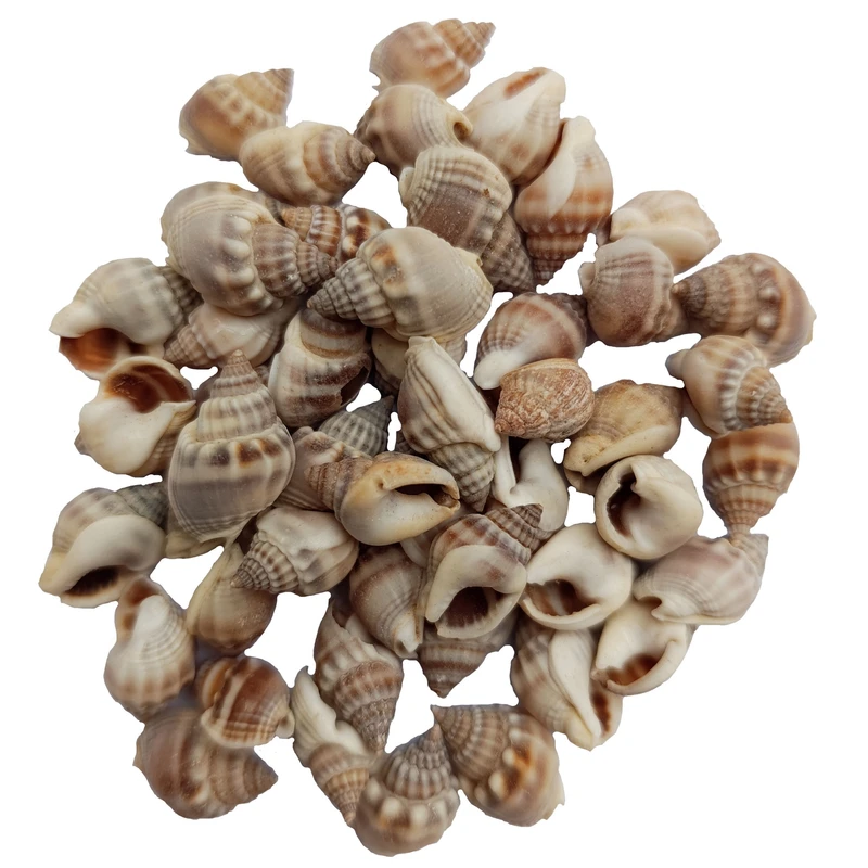 صدف تزیینی مدل pkst01 مجموعه 50 عددی