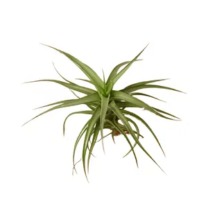 گیاه هوازی تیلاندسیا برگری مدل B10