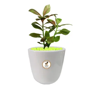 گیاه طبیعی فردوس شرکت گلباران سبز گیلان مدل GN12-37AL