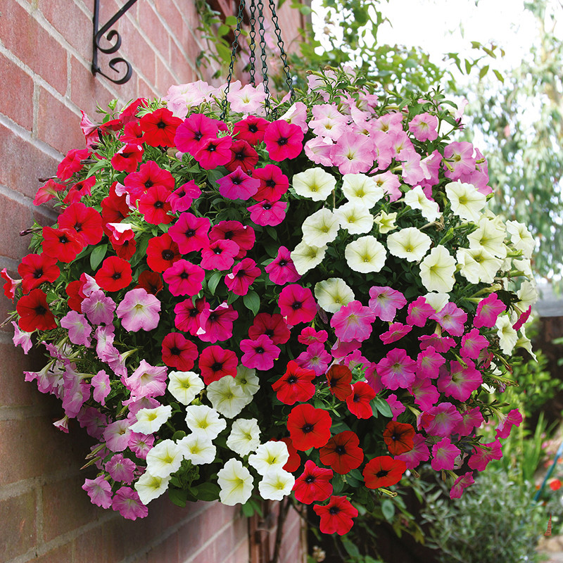 بذر گل اطلسی آویز الوان سانیا سید مدل S29