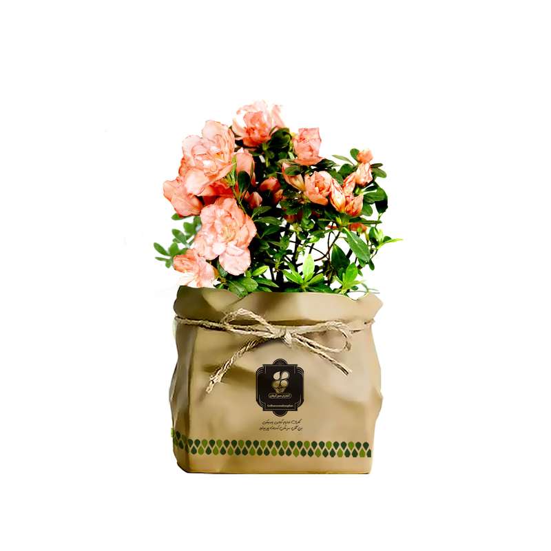 گیاه طبیعی آزالیا گلبه ای شرکت گلباران سبز گیلان مدل GN1-AK