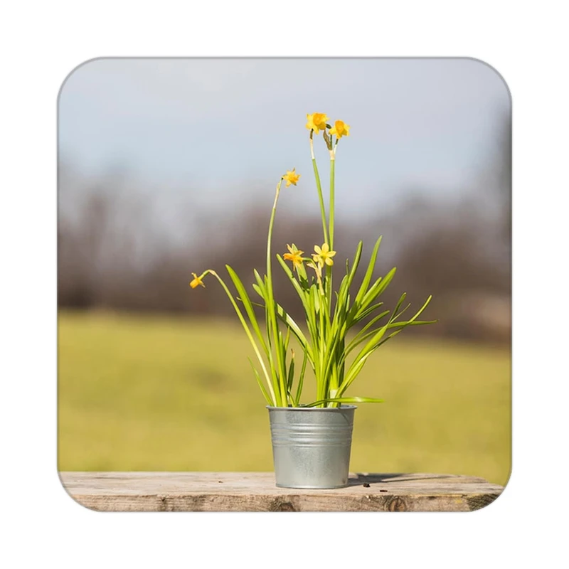 زیر لیوانی کاکتی طرح گل مدل mp18457