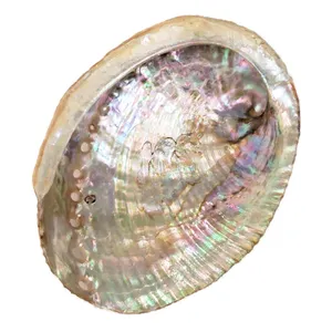 دکوری مدل صدف طرح هفت رنگ