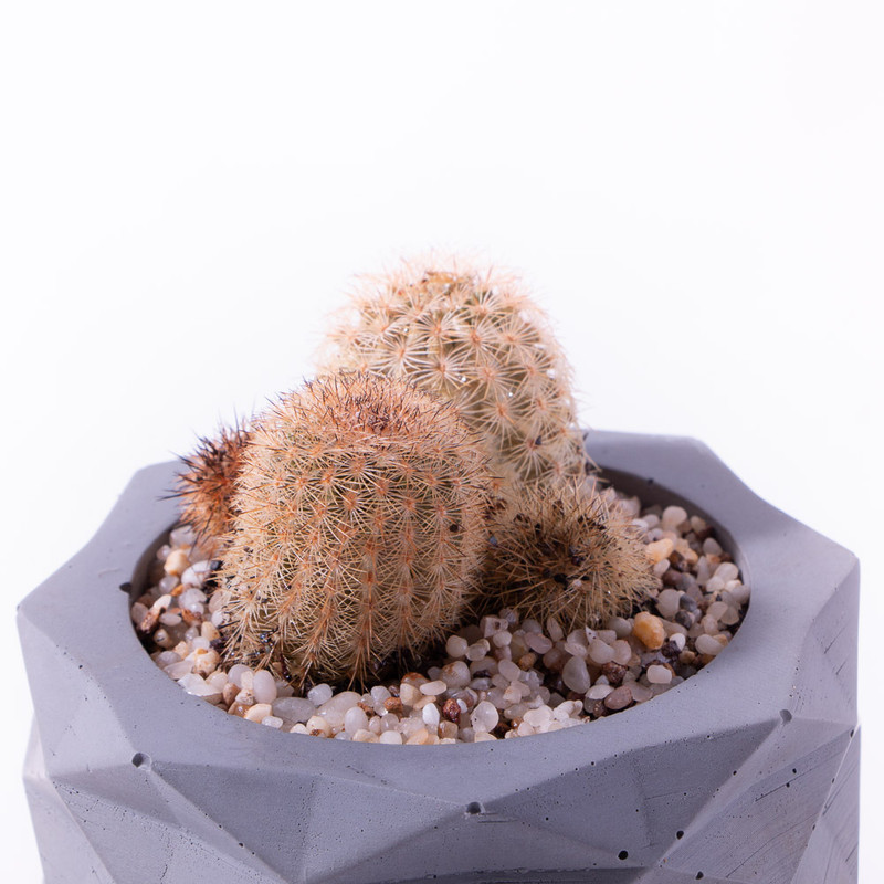 گیاه طبیعی کاکتوس اچینو سرئوس مدل K-08 گیاه طبیعی کاکتوس اچینو سرئوس مدل K-08