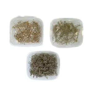 گل خشک مدل مینیاتوری اپوکسی بسته 3 عددی