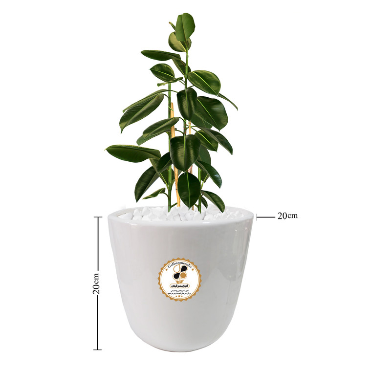 گیاه طبیعی فیکوس الاستیکا شرکت گلباران سبز گیلان مدل GN13-2M