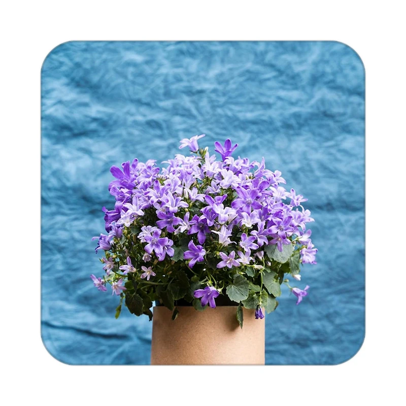 زیر لیوانی کاکتی طرح گل مدل mp16259