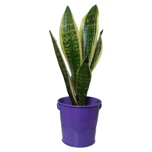 گیاه طبیعی سانسوریا کرواتی ابلق کد pf05