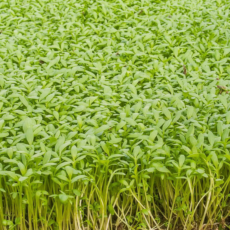 بذر شاهی ظرافت مدل BZ18334 وزن 250 گرم