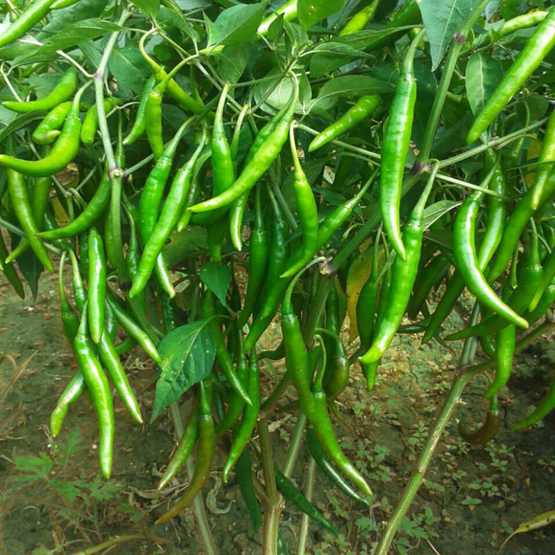 بذر فلفل شیرین سبز وانیا سید مدل F51