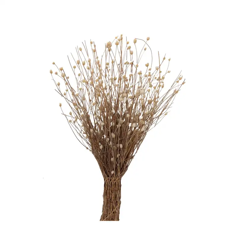 گل خشک مدل ستاره ای 104