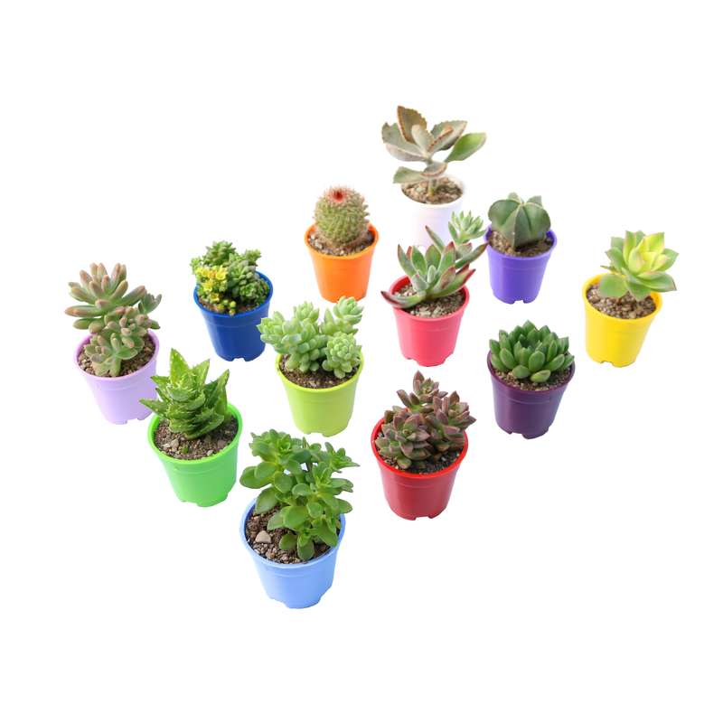 گیاه طبیعی کاکتوس و ساکولنت آیدین کاکتوس کد CB-059 بسته 12 عددی گیاه طبیعی کاکتوس و ساکولنت آیدین کاکتوس کد CB-059 بسته 12 عددی