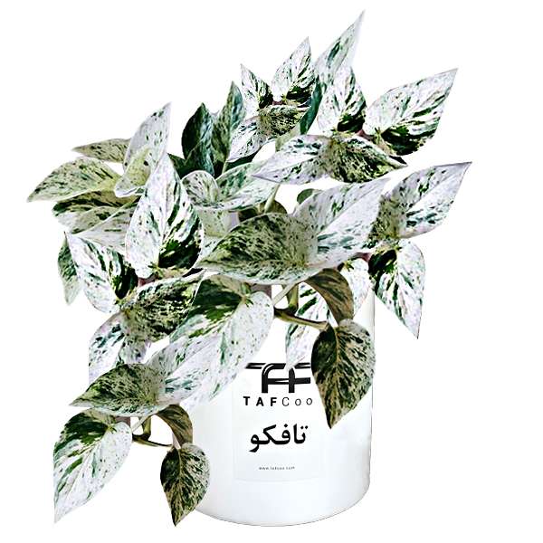 گیاه طبیعی پتوس تافکو مدل مرمری کد 2060