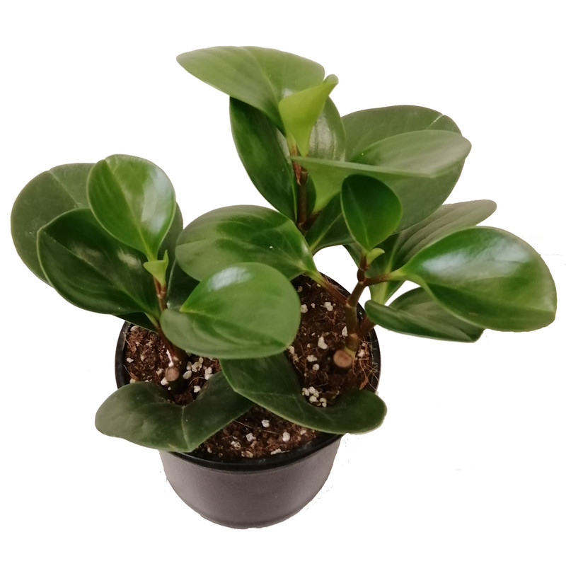 گیاه طبیعی قاشقی کد pg_01 گیاه طبیعی قاشقی کد pg_01