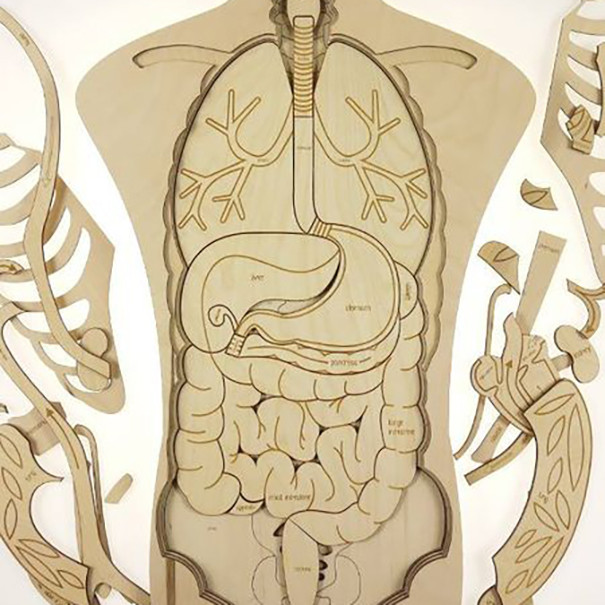 بازی آموزشی مدل مولاژ آناتومی بدن انسان کد M117-2