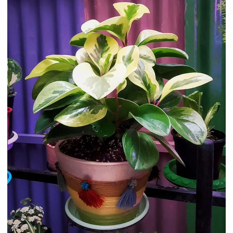 گیاه طبیعی قاشقی مدل C-37