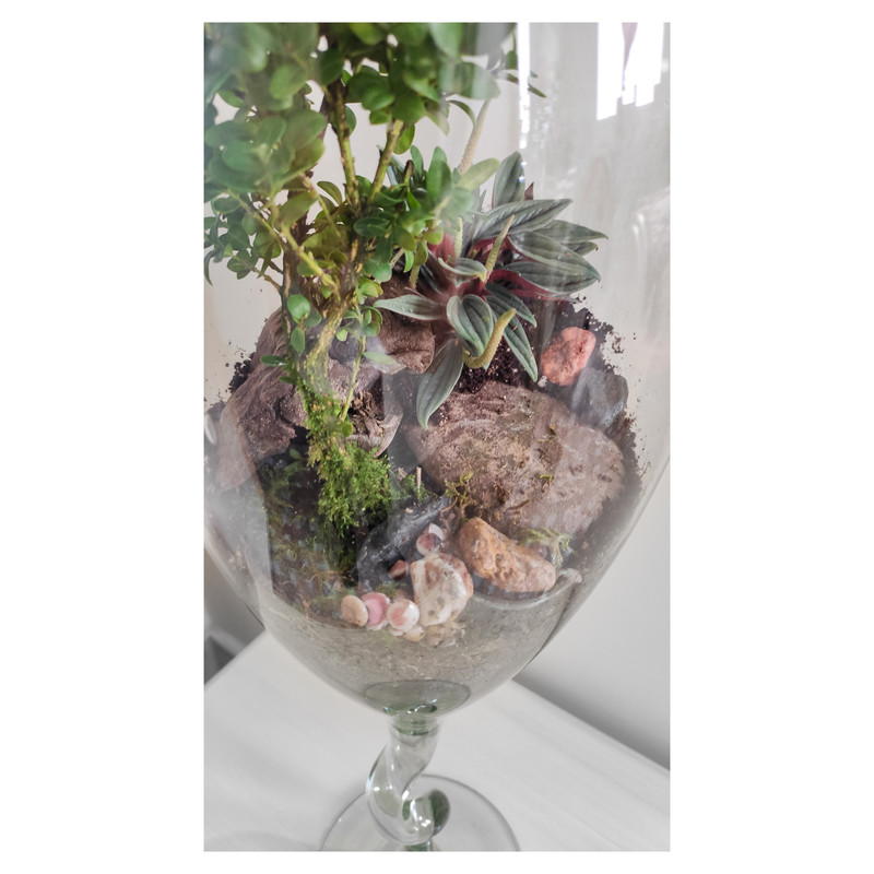 تراریوم گیاه طبیعی کد TRM-jamPB