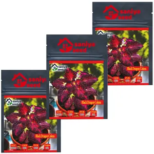 بذر گل حسن یوسف بلک دراگون سانیا سید مدل H3 مجموعه 3 عددی