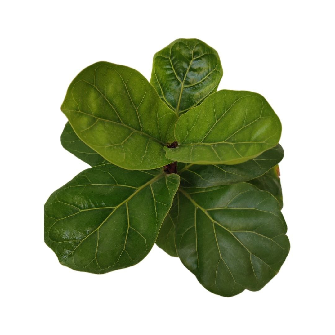 گیاه طبیعی فیکوس لیراتا مدل 014 گیاه طبیعی فیکوس لیراتا مدل 014