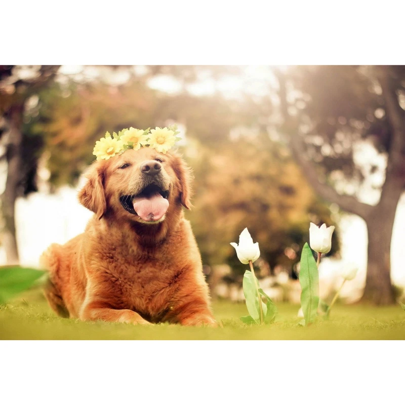 تابلو شاسی طرح سگ و گل و طبیعت مدل T1548