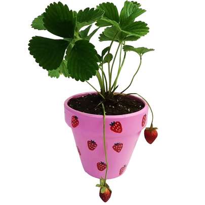 گیاه توت فرنگی را از کجا بخریم؟