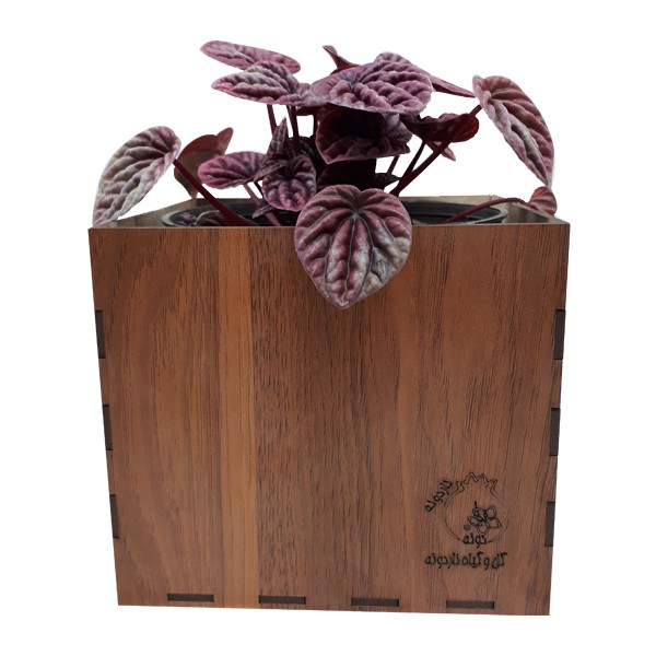 گیاه طبیعی پیرومیا قرمز ناردونه کد GH 001