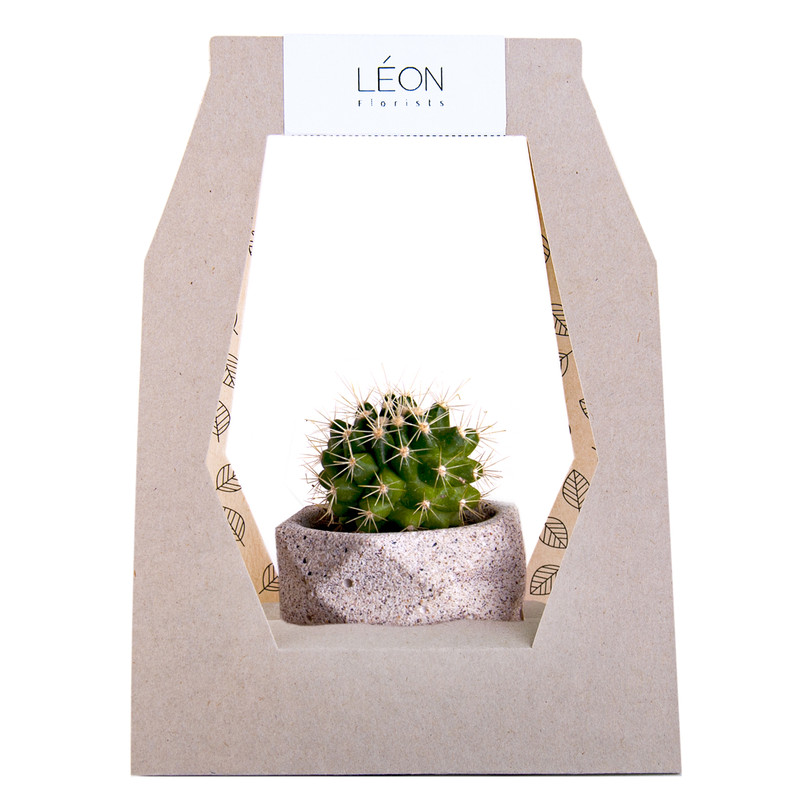 گیاه طبیعی کاکتوس لئون کد C101