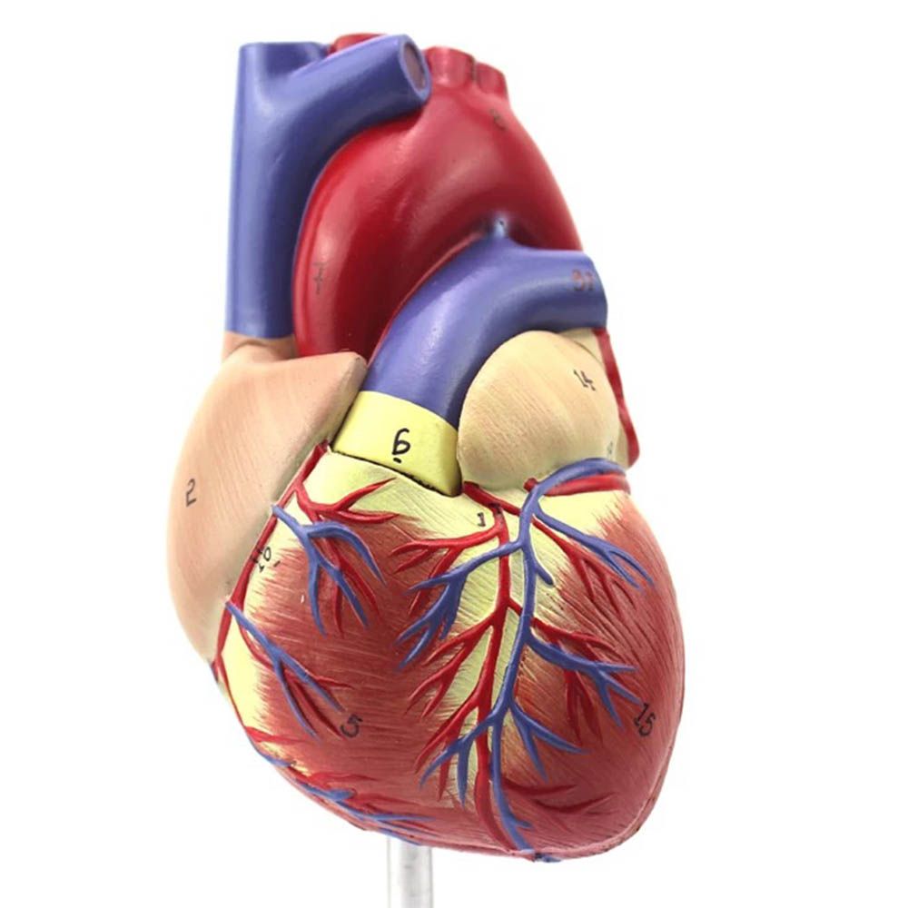 بازی آموزشی مدل مولاژ آناتومی قلب انسان کد A027 -  - 2