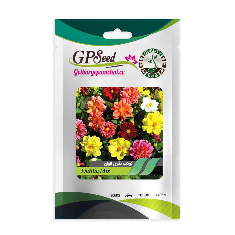 بذر گل کوکب بذری الوان گلبرگ پامچال کد GPF-069
