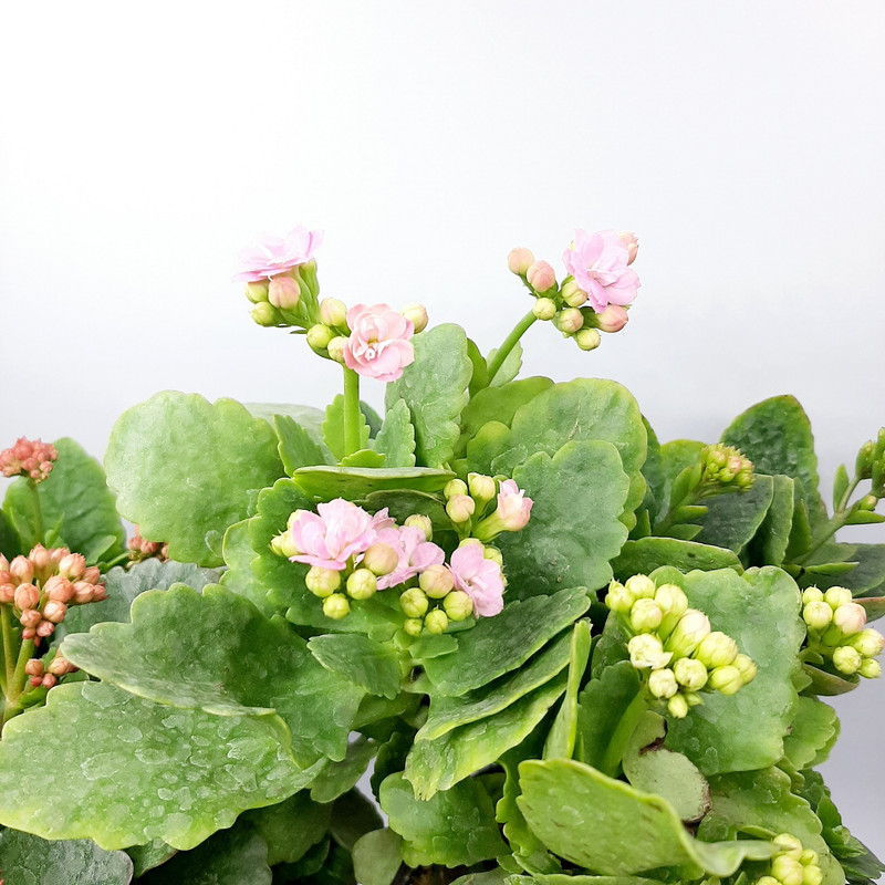 گیاه طبیعی کالانکوآ مدل PB مجموعه 4 عددی