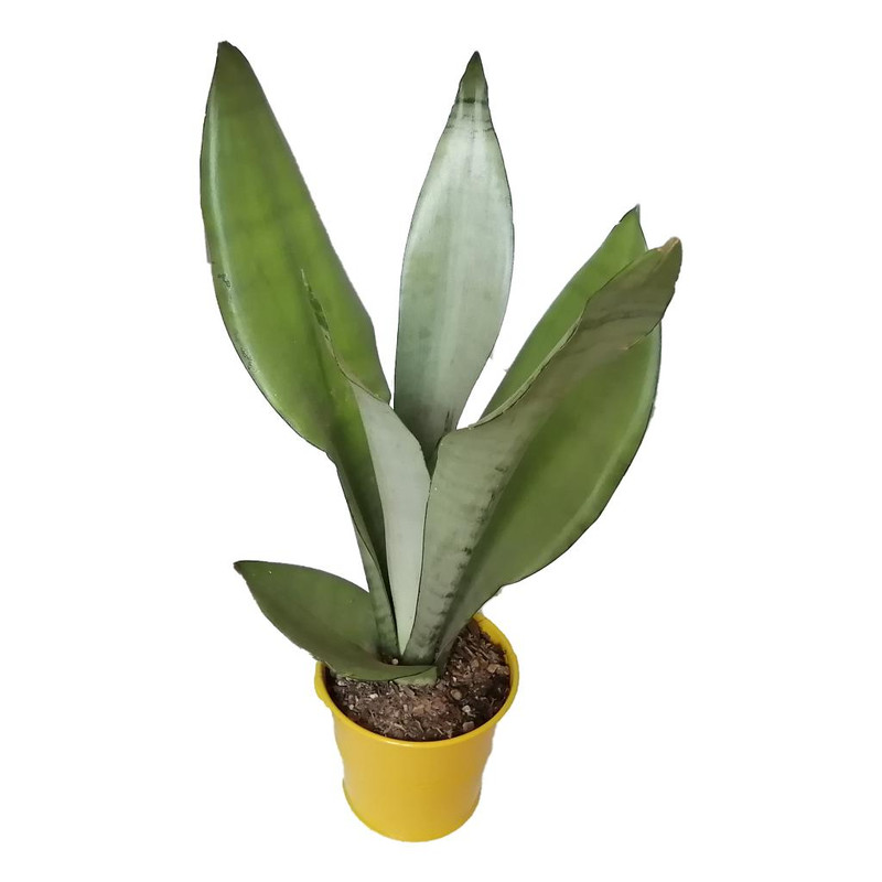 گیاه طبیعی سانسوریا مهتابی کد yf01