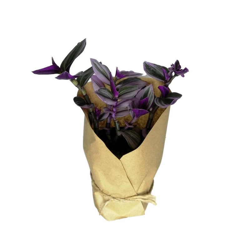 گیاه طبیعی برگ بیدی صورتی کد ss01