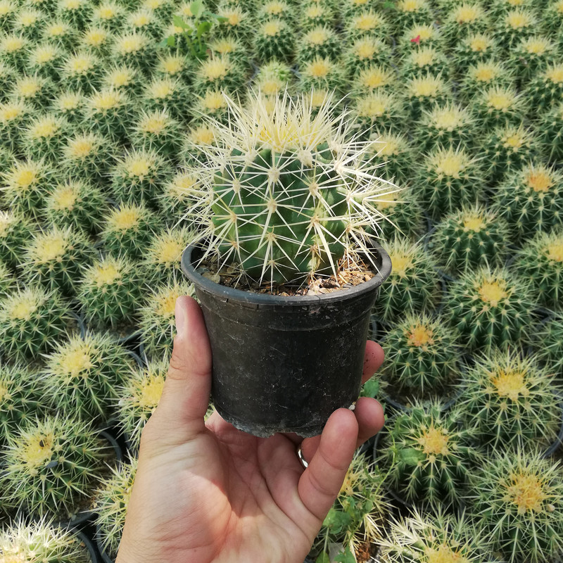 گیاه طبیعی کاکتوس اچینو مدل E12 گیاه طبیعی کاکتوس اچینو مدل E12