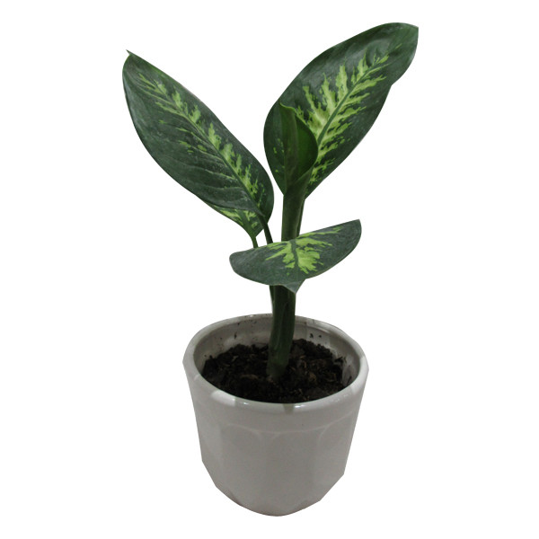 گیاه طبیعی دیفن باخیا کد S - M01