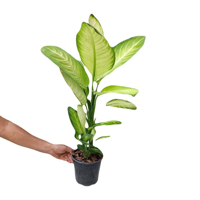 گیاه طبیعی دیفن کاملیا مدل 003